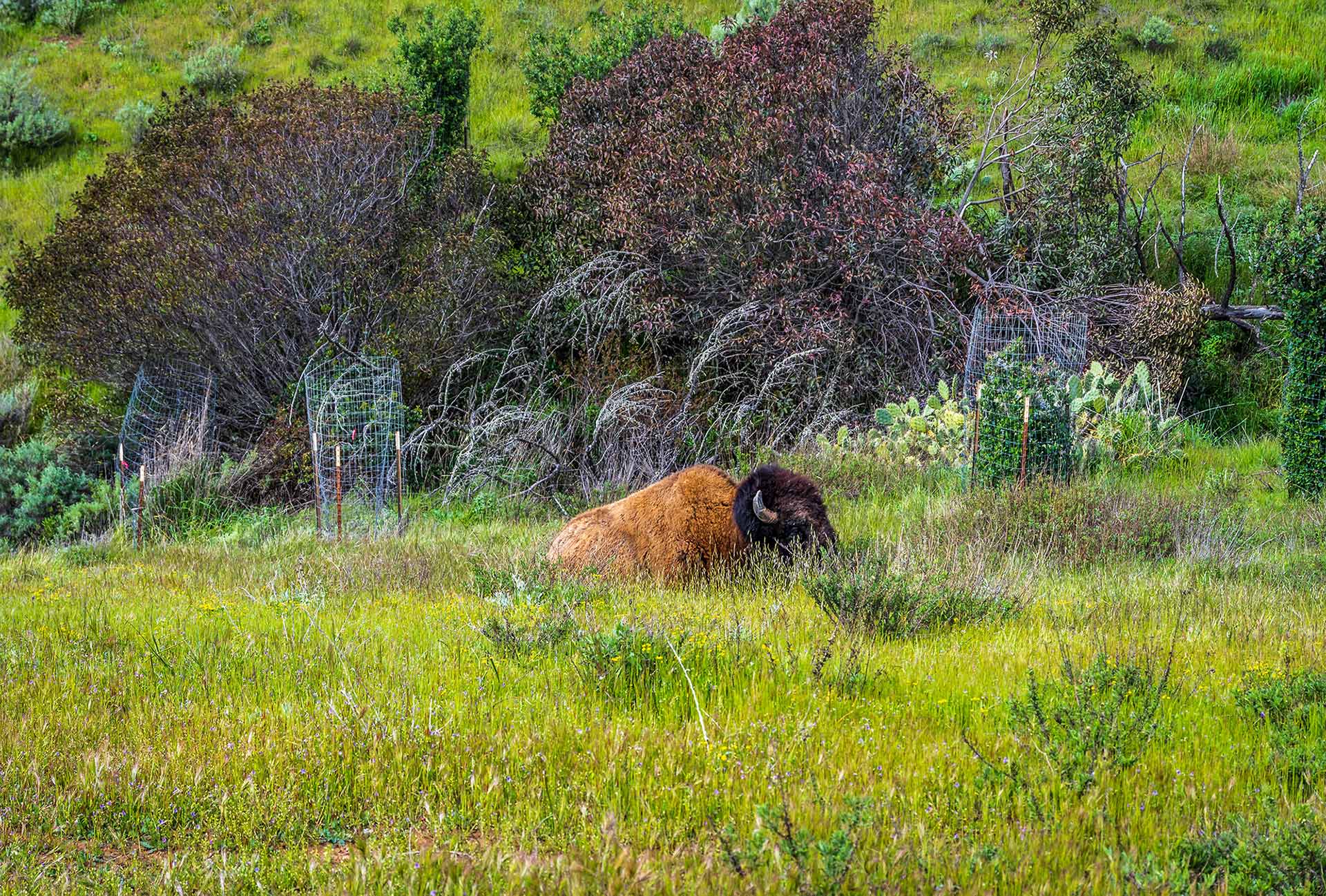 A bison resting off Airport raod, Catalina Island, ©2023