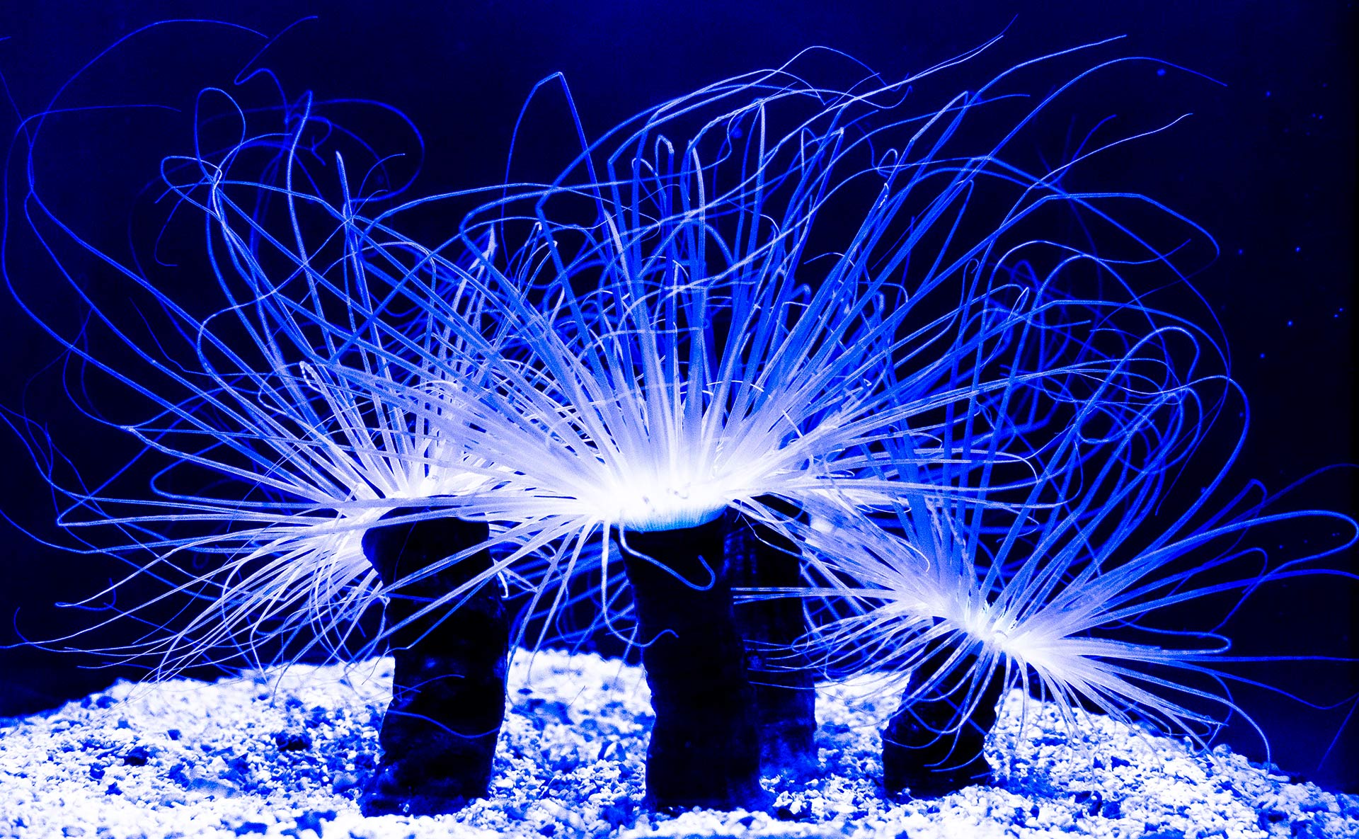 Sea Anemones at the Aquarium of the Pacific Long Beach, Ca ©2021