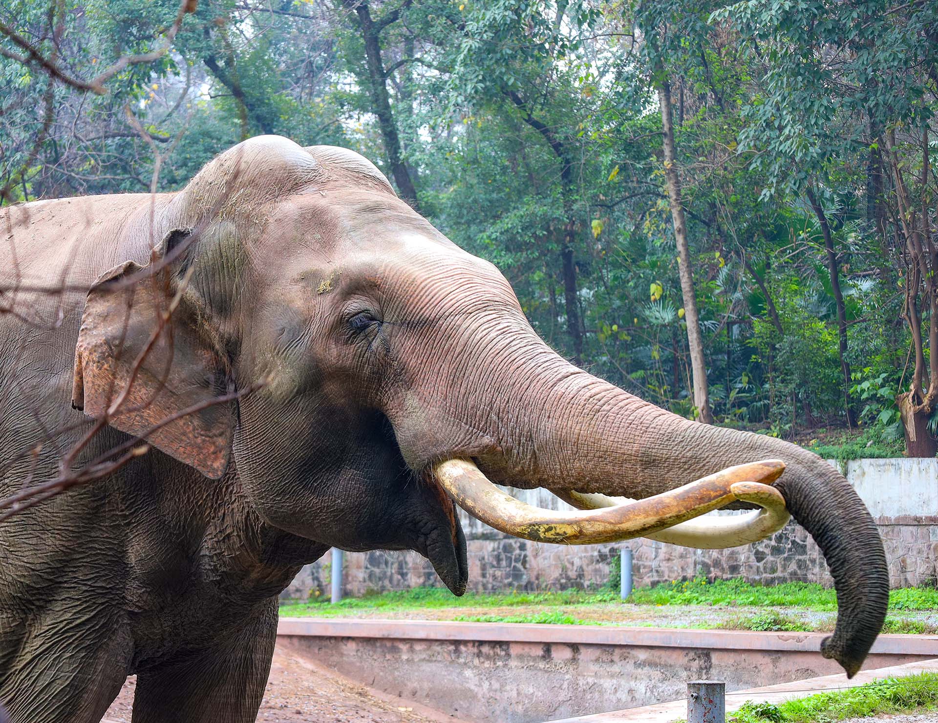 Elephant at the Zoo in Chongqing, February 2024