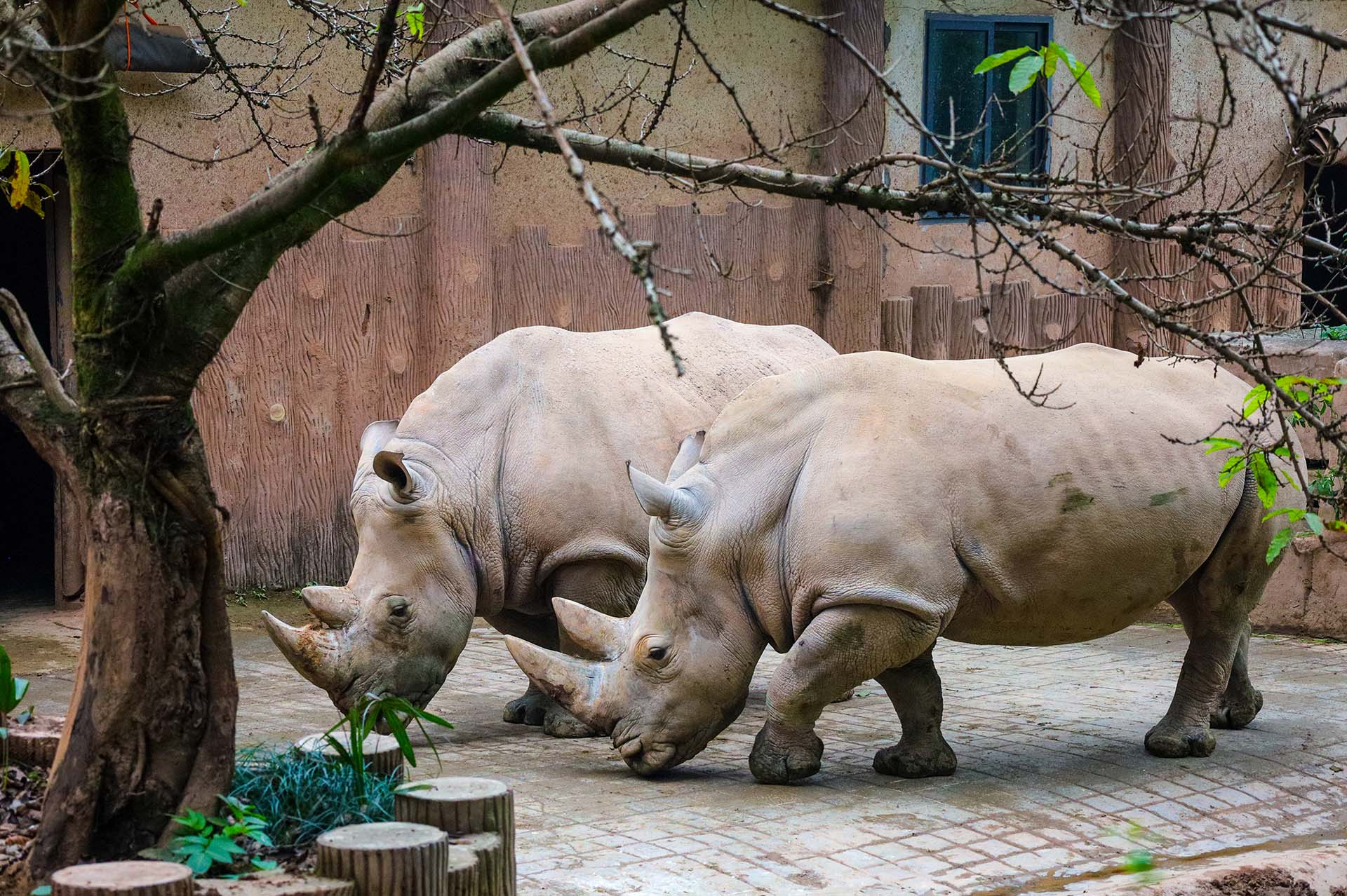 Rhinoceros at the Zoo in Chongqing, February 2024