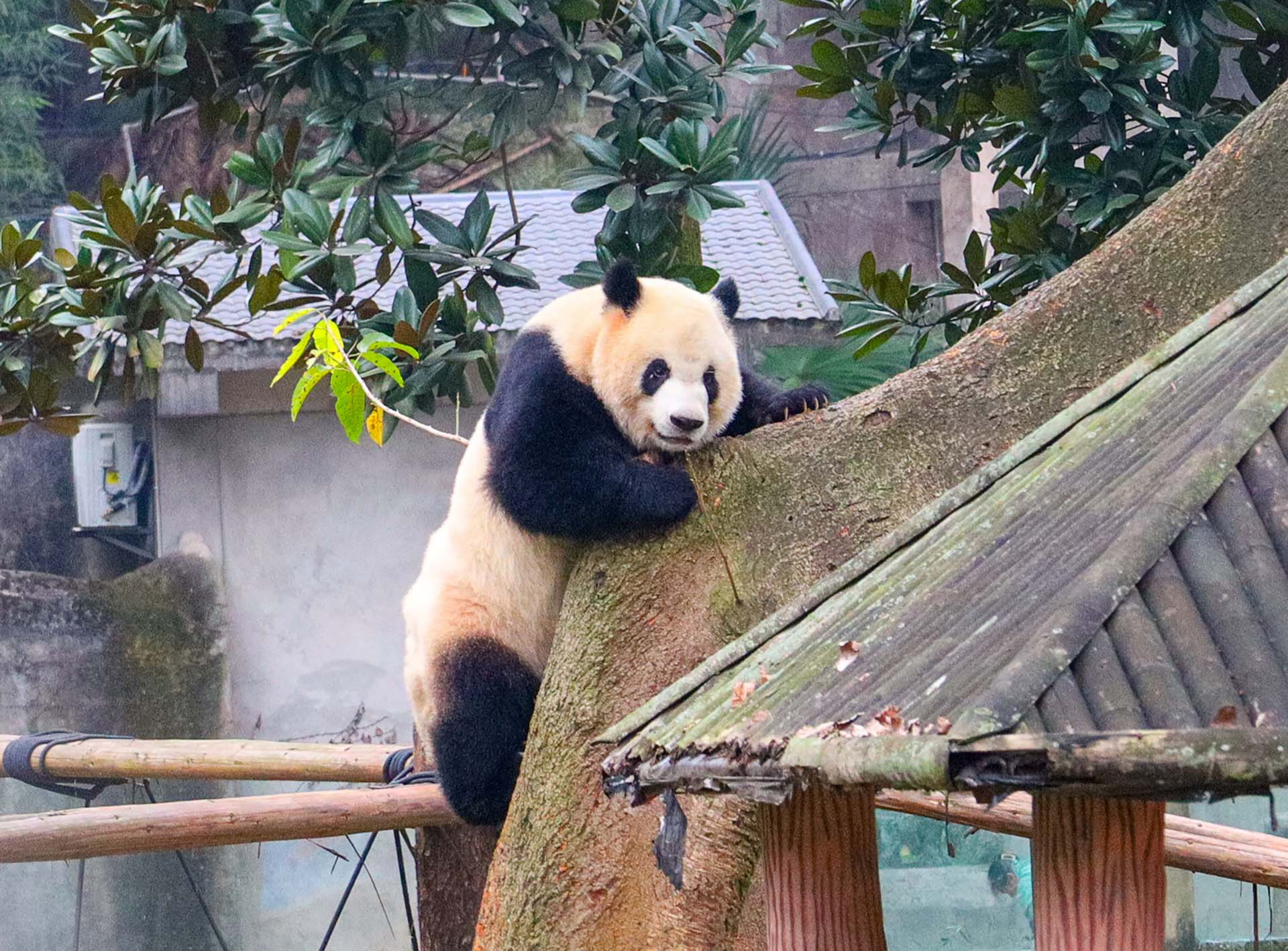 Panda at the zoo in Chongqing, February 2024
