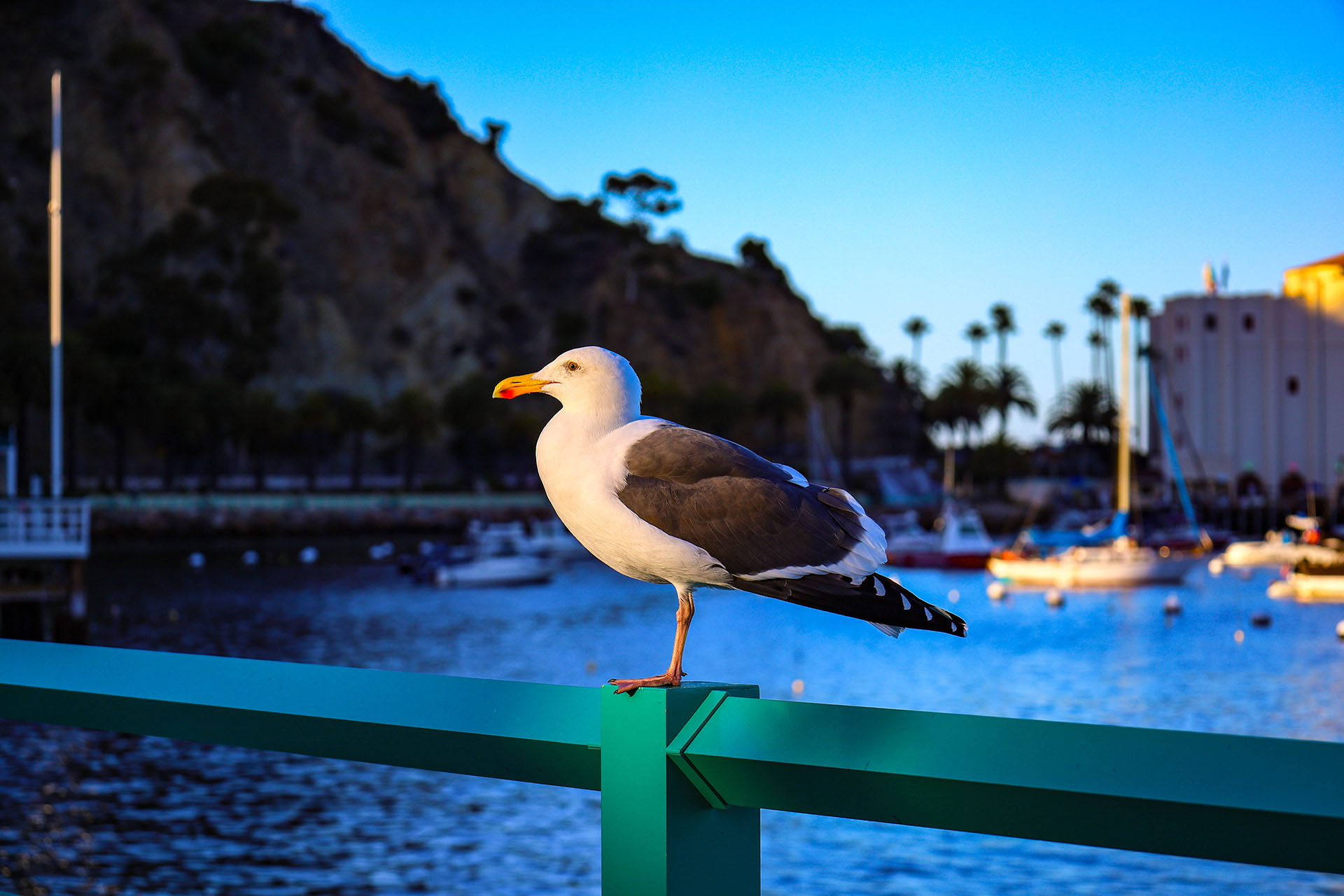 Bird on Catalina Island, Ca December 2023