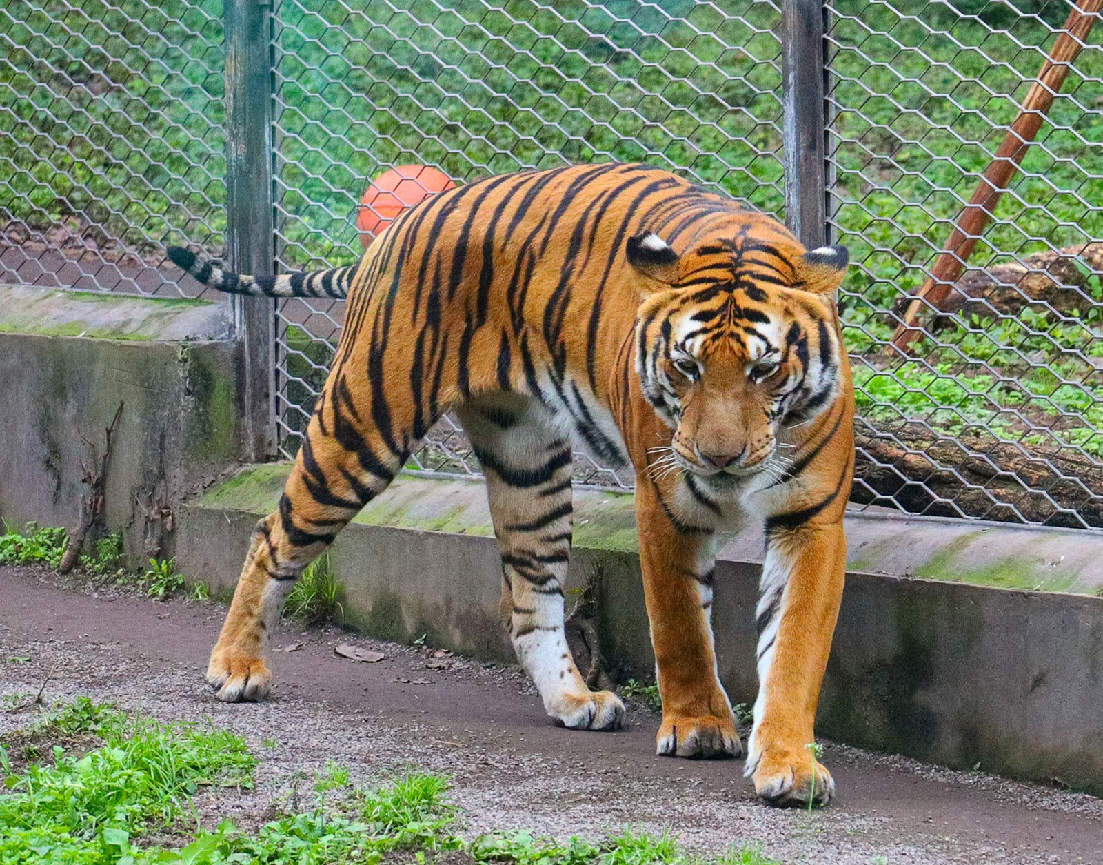 Tiger at the Zoo in Chongqing, February 2024